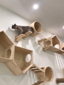 Yumiao Cat Cafe Review